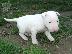 PoulaTo: κουτάβια Bull Terrier